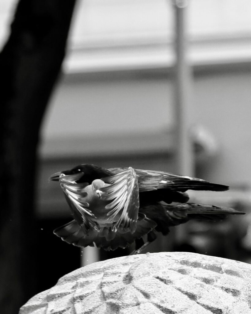 Wings on fire, 2026. by Dheep Surendran, exhibited at Aurea Photo Gallery.