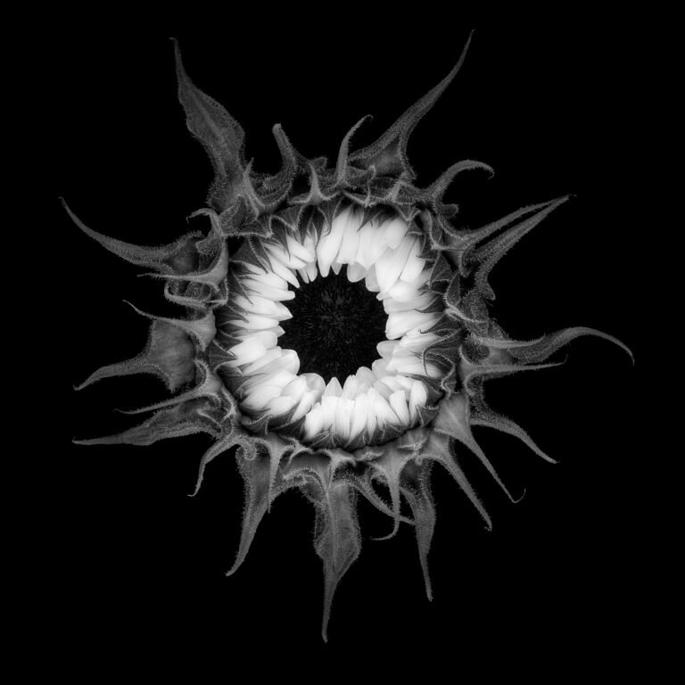 Helios, 2022. by Nigel James Ray, exhibited at Aurea Photo Gallery.