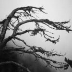Spindly Limbs, 2021. by Arlau, exhibited at Aurea Photo Gallery.