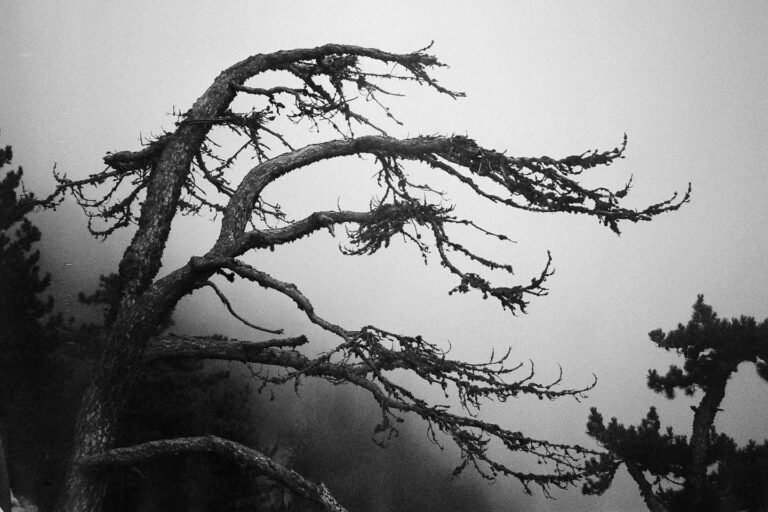 Spindly Limbs, 2021, Gelatin Silver print, 84. by Arlau, exhibited at Aurea Photo Gallery.