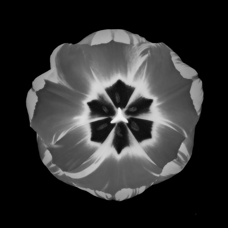 Sunburst, 2023. by Nigel James Ray, exhibited at Aurea Photo Gallery.