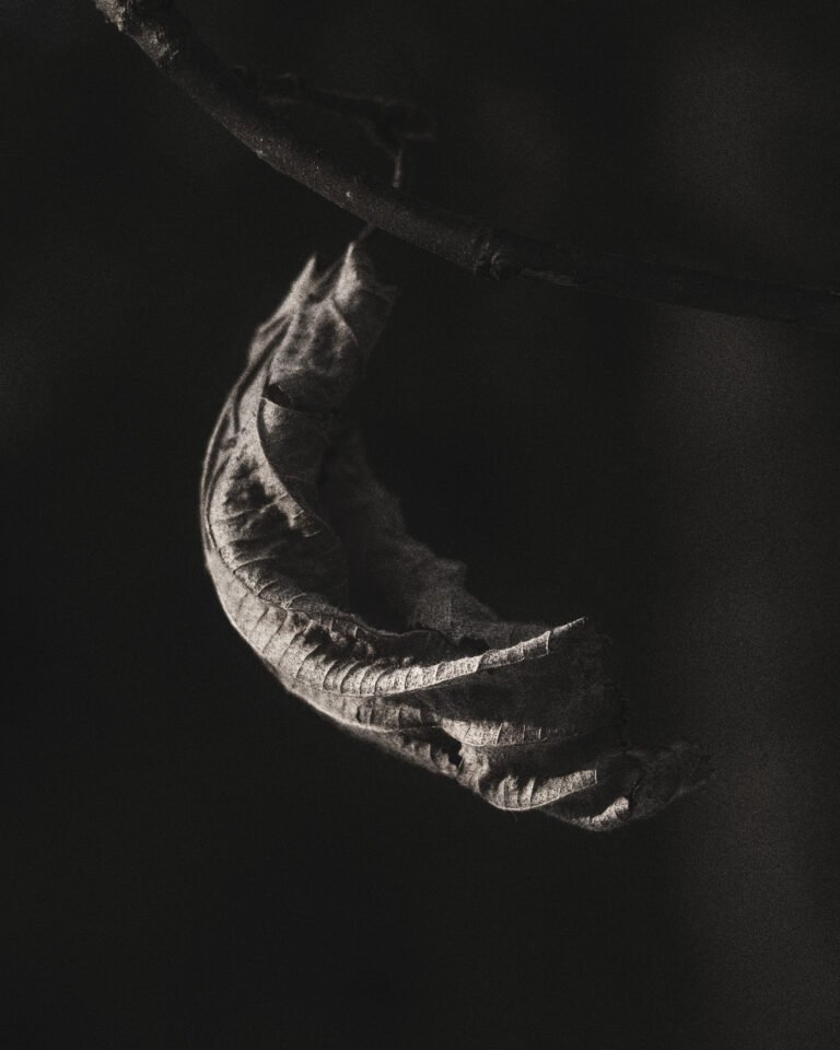 Quiet Curve, 2026, Digital photography, €40, 17 × 21 cm by Fedor Ushakov, exhibited at Aurea Photo Gallery.