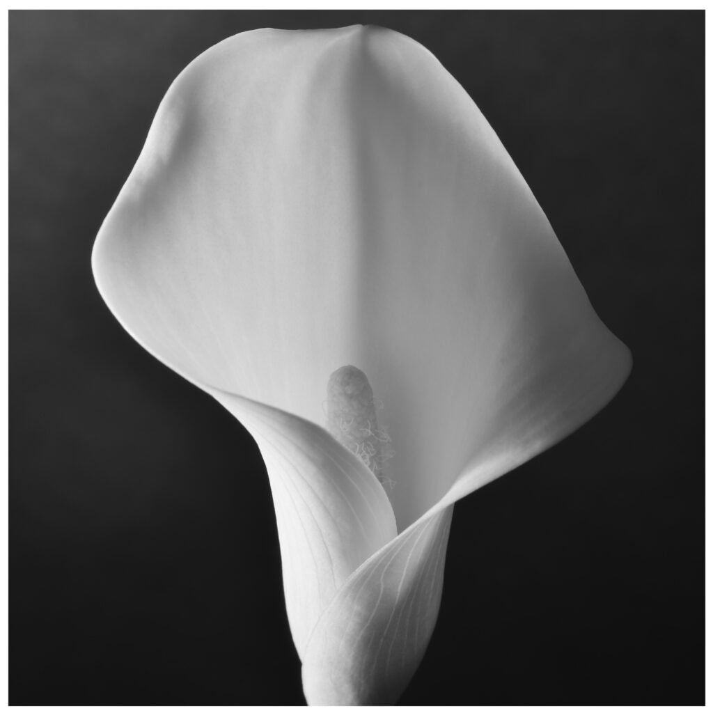Lily #1, 2025. by James A Flanagan, exhibited at Aurea Photo Gallery.