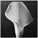 Lily #1, 2025. by James A Flanagan, exhibited at Aurea Photo Gallery.