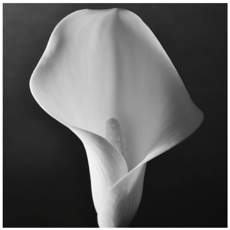 Lily #1 2025 Black & White Gelatin Silver Print 10"x10" by James A Flanagan, exhibited at Aurea Photo Gallery.