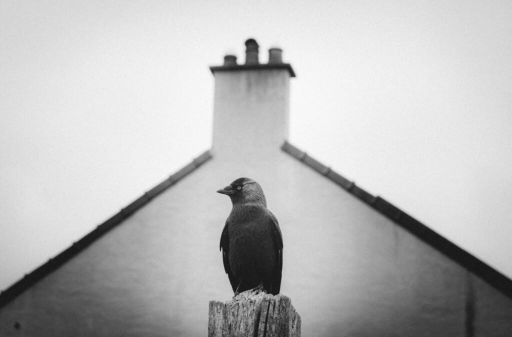 Jackdaw, 2026. by Nick Archer, exhibited at Aurea Photo Gallery.