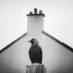 Jackdaw, 2026. by Nick Archer, exhibited at Aurea Photo Gallery.