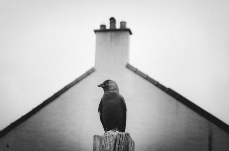 Jackdaw, 2026. by Nick Archer, exhibited at Aurea Photo Gallery.