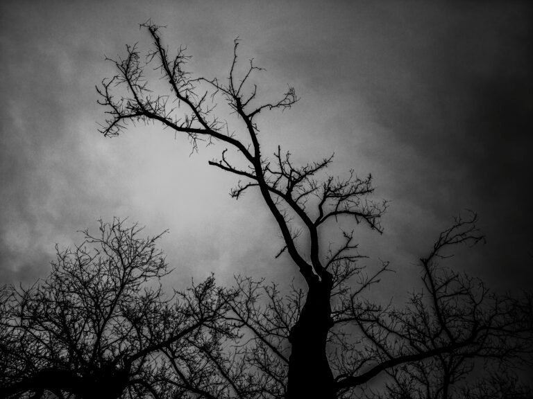 The Last Reach, 2026, Digital Photograph by Taeyoung Kang, exhibited at Aurea Photo Gallery.