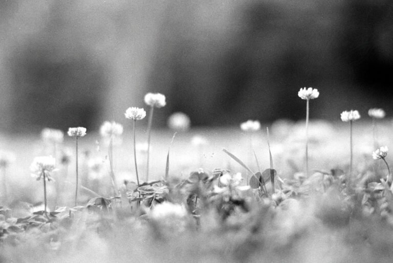 Down in the Clover Patch, 2026. by Jesse Dominguez, exhibited at Aurea Photo Gallery.