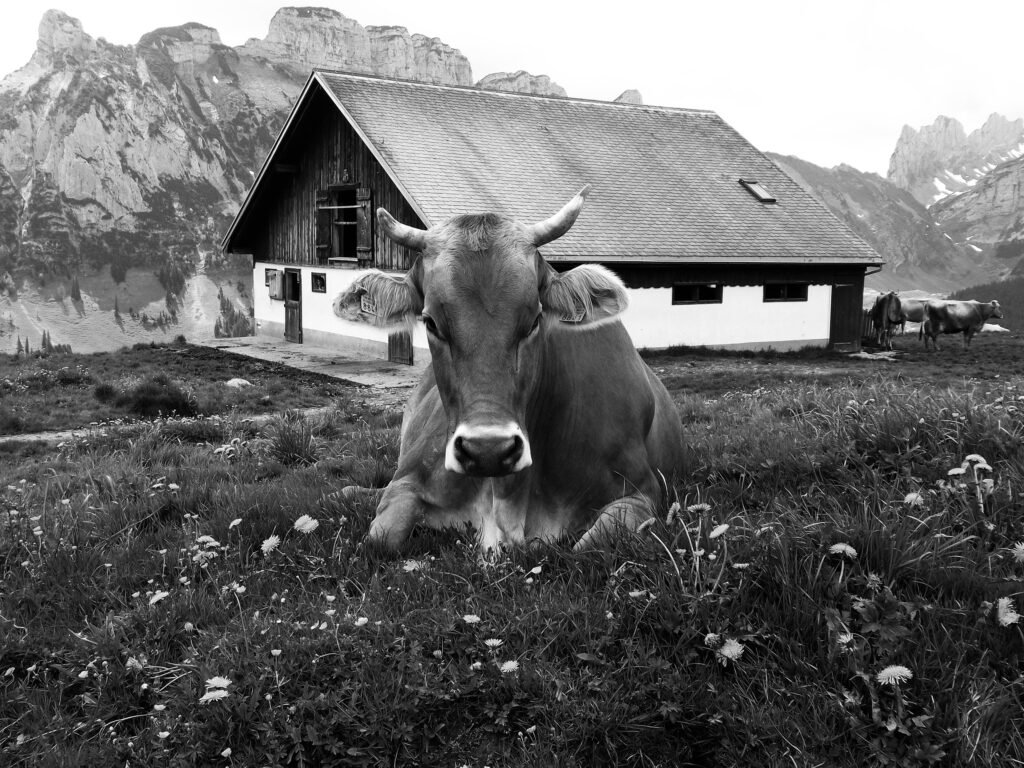 Hausherrin, 2026. by Sandra von Siebenthal, exhibited at Aurea Photo Gallery.