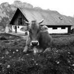Hausherrin, 2026. by Sandra von Siebenthal, exhibited at Aurea Photo Gallery.