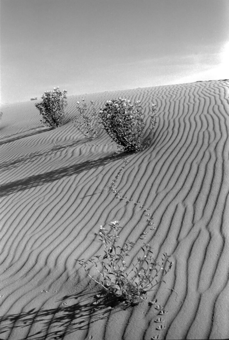 A small trail weaves through the ripples of the morning desert, 2026. by Jesse Dominguez, exhibited at Aurea Photo Gallery.