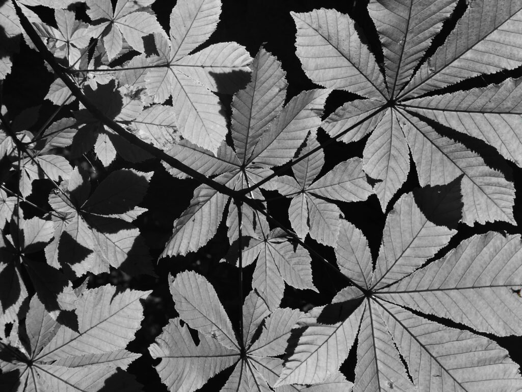 Starlight, 2026. by Sara Livrieri, exhibited at Aurea Photo Gallery.
