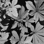 Starlight, 2026. by Sara Livrieri, exhibited at Aurea Photo Gallery.